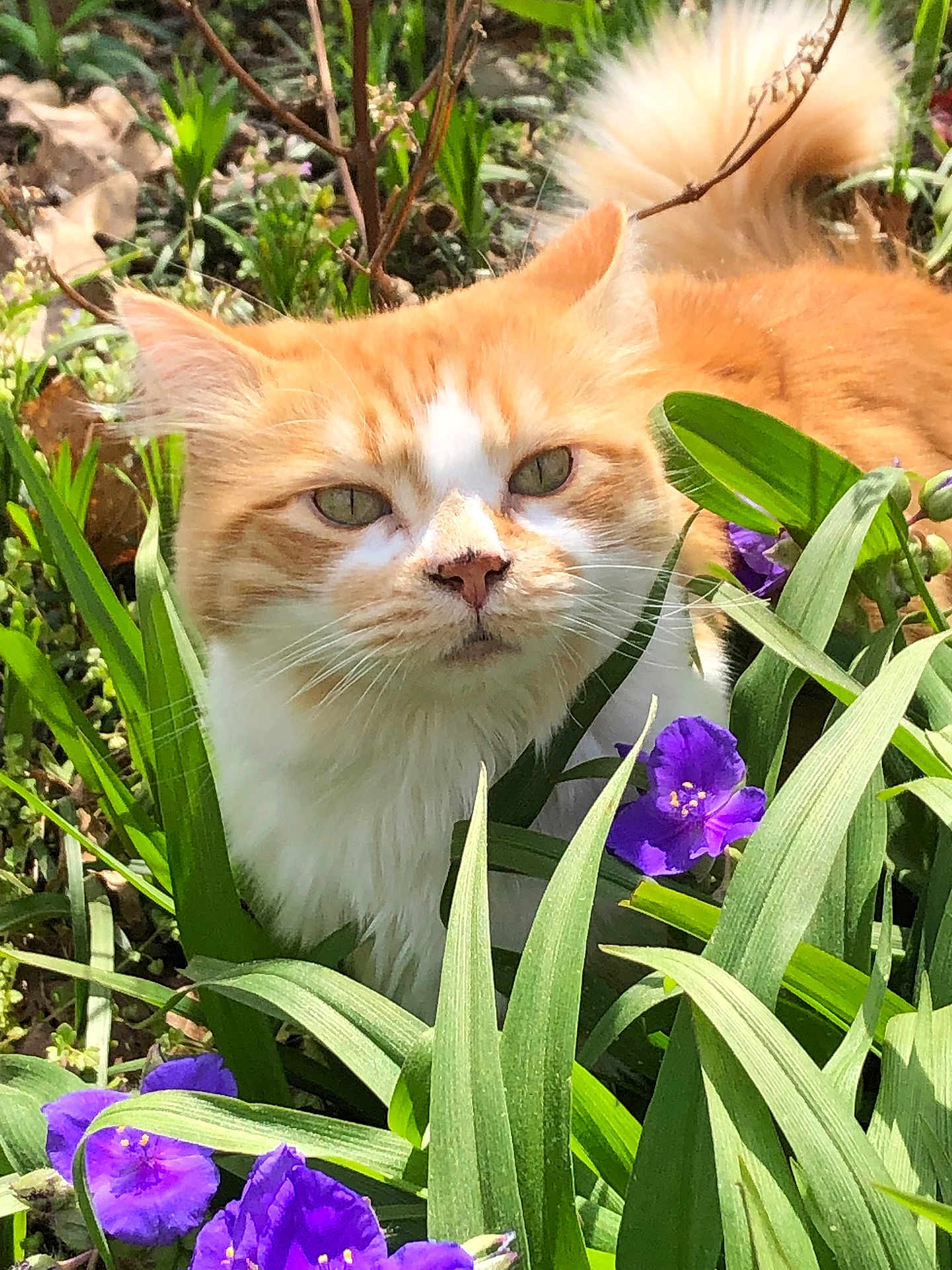 Charlie joined the competition — help win amazing prizes! cat, orange_cat, white_cat, greenery, purple_flowers, outdoor, nature, plants, foliage, fluffy_tail, pet, animal, closeup, curious, whiskers, sunlight, garden, spring, flora, mammal