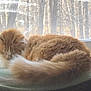 cat, orange_cat, fluffy, sleeping, window, blanket, indoor, pet, animal, feline, tail, fur, resting, cozy, sunlight, nature_background, wooded, quiet, calm, domestic