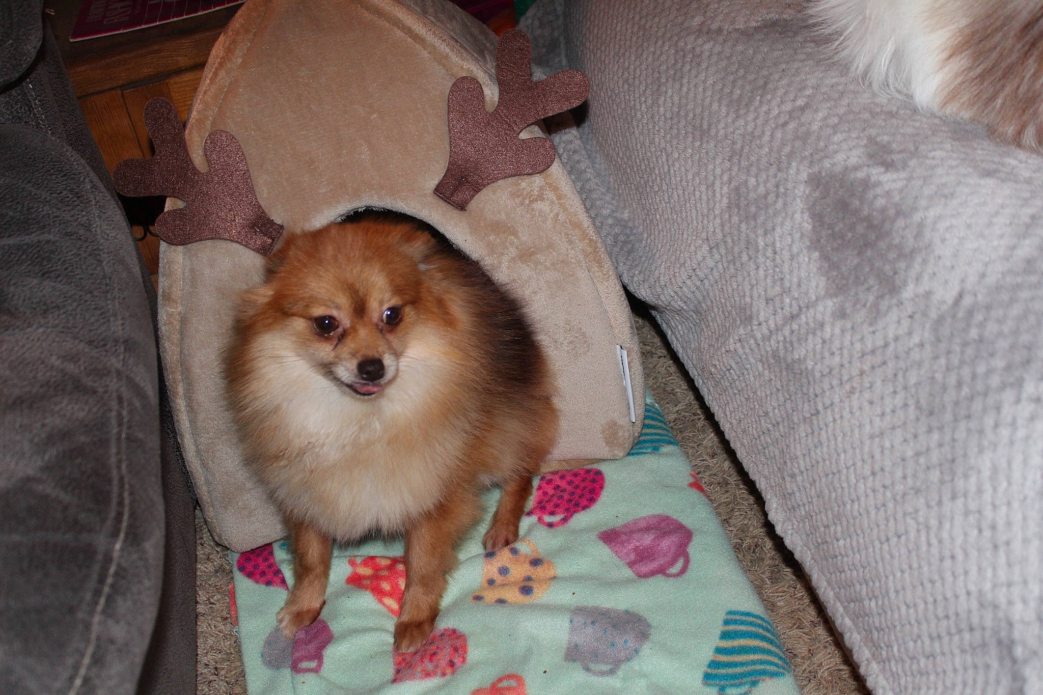 Poppy is registered to the contest to win money with this photo: carnivore, comfort, companion_dog, corgi_chihuahua, dog, dog_breed, dog_supply, fur, linens, non_sporting_group, toy_dog, whiskers, working_animal, woven_fabric