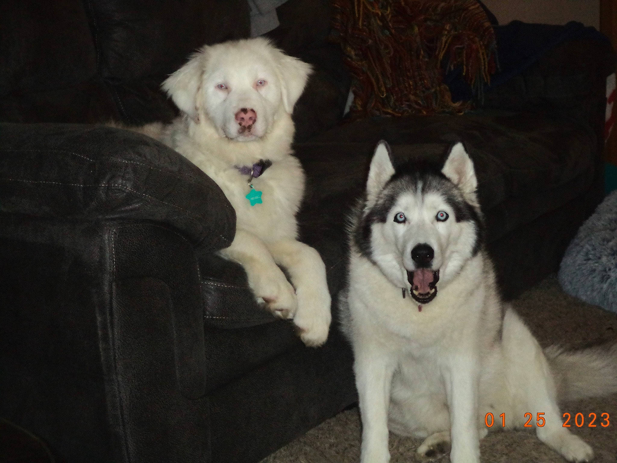 Teddy joined the competition — help win amazing prizes! ancient_dog_breeds, canidae, carnivore, comfort, companion_dog, couch, dog, dog_breed, fur, non_sporting_group, siberian_husky, sled_dog, sporting_group, terrestrial_animal, working_animal, working_dog