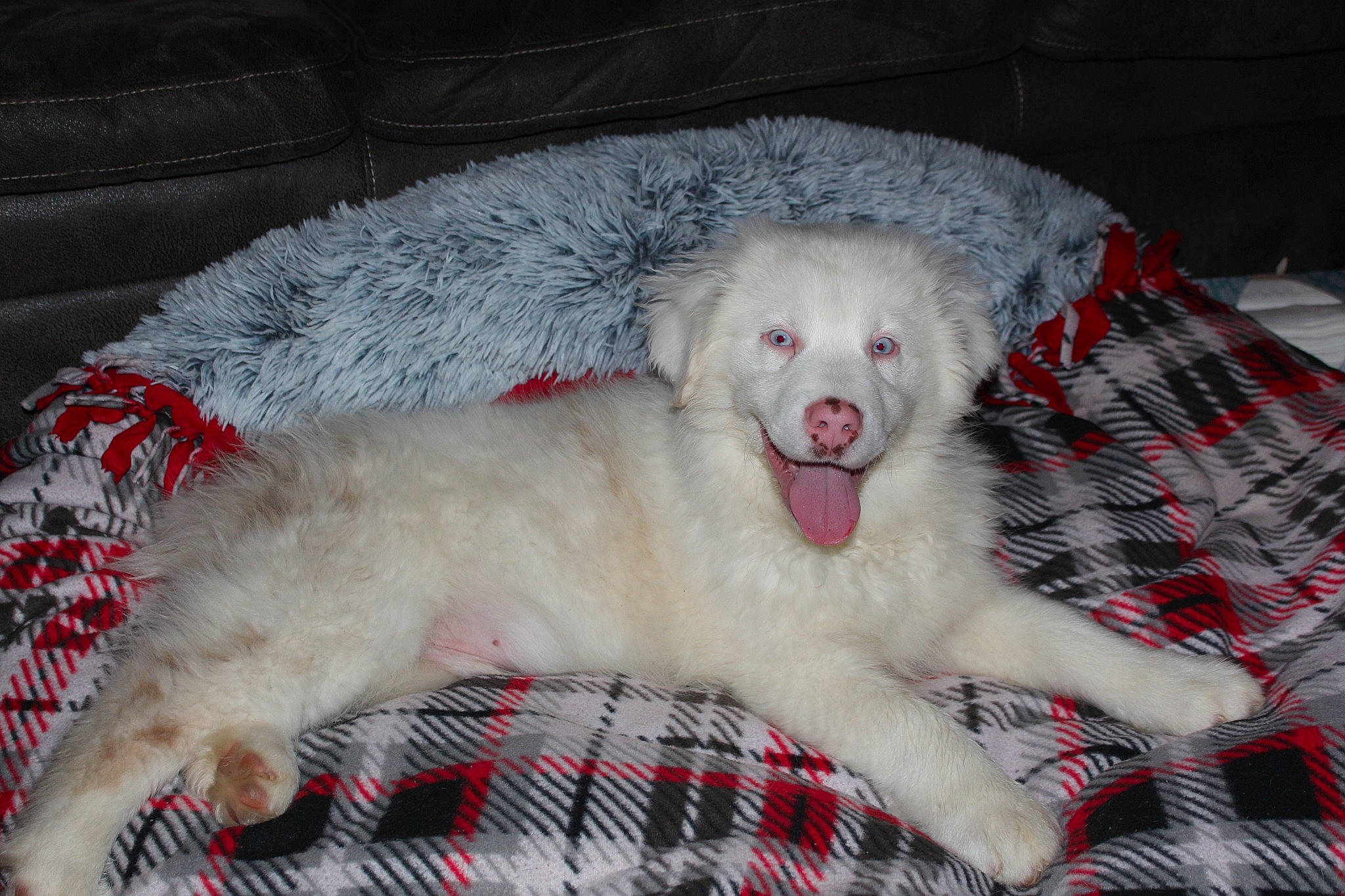 Teddy joined the competition — help win amazing prizes! borzoi, canidae, carnivore, companion_dog, dog, dog_breed, fang, fur, livestock_guardian_dog, maremma_sheepdog, non_sporting_group, pattern, paw, plaid, shout, snout, sporting_group, tartan, terrestrial_animal, whiskers