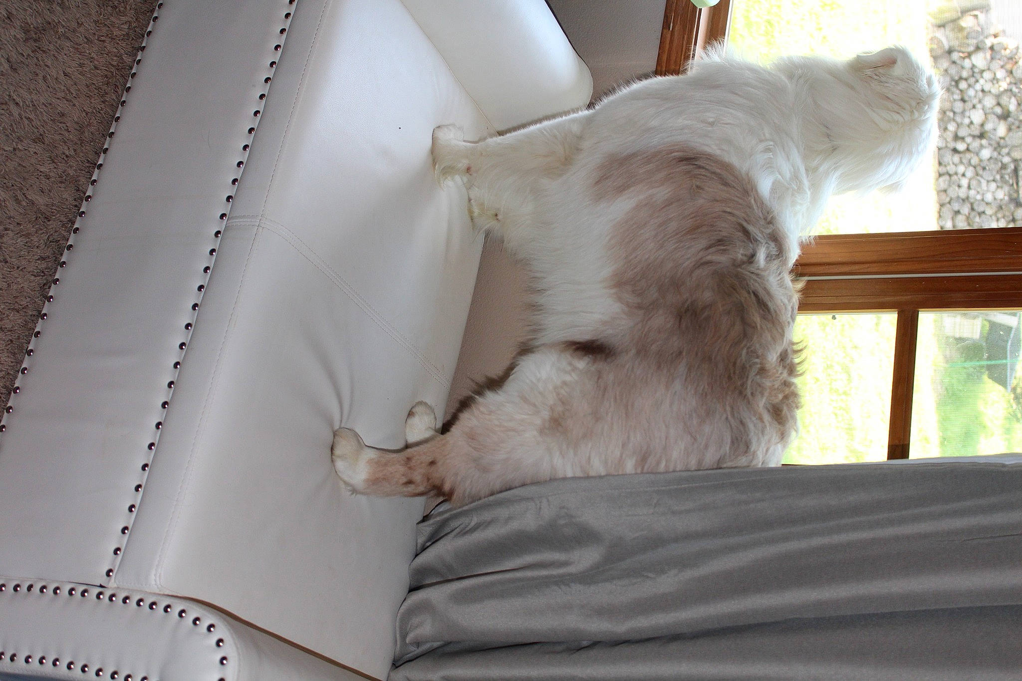 Teddy joined the competition — help win amazing prizes! bedding, canidae, carnivore, cat, comfort, companion_dog, dog_breed, fawn, felidae, flooring, fur, hardwood, linens, plant, small_to_medium_sized_cats, sporting_group, tail, whiskers, window, wood