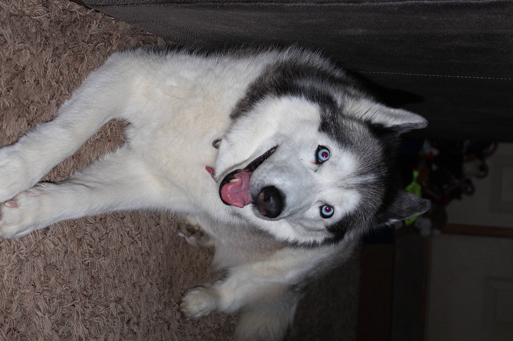 Tundra joined the competition — help win amazing prizes! ancient_dog_breeds, canidae, canis, carnivore, companion_dog, dog, dog_breed, fur, non_sporting_group, siberian_husky, sled_dog, sporting_group, terrestrial_animal, whiskers, wolf, working_animal, working_dog