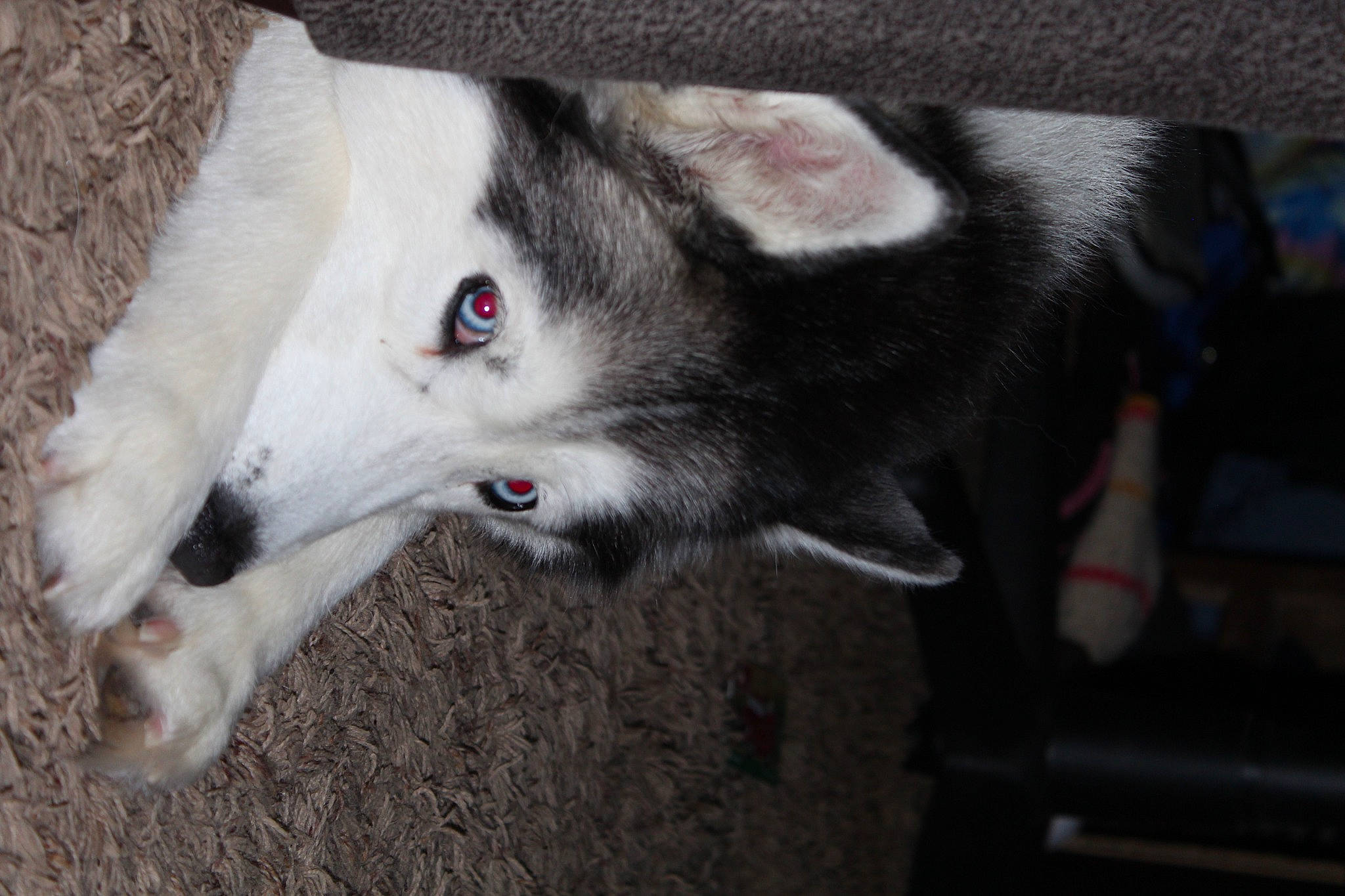 Tundra is registered to the contest to win money with this photo: canidae, canis, carnivore, collar, companion_dog, dog, dog_breed, east_european_shepherd, fur, grey, siberian_husky, sled_dog, small_to_medium_sized_cats, snout, sporting_group, whiskers, wildlife, wolf, working_animal, working_dog