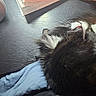 Beatrix is registered to the contest to win money with this photo: arm, black_and_white, casual, cat, cozy, desk, feline, fluffy, furniture, indoor, paper, person, relaxed, resting, sleeping, speaker, technology, vape_pen, whiskers, wooden_surface