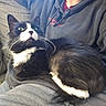 Beatrix is registered to the contest to win money with this photo: animal, black_and_white, cat, closeup, comfortable, couch, cozy, curious, domestic_animal, feline, fur, green_eyes, home, indoor, lap, person, pet, relaxing, sitting, whiskers