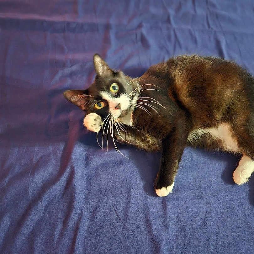 Beatrix is registered to the contest to win money with this photo: alert, animal, blue_background, cat, curious, cute, domestic_cat, feline, fur, indoor, looking_at_camera, lying_down, paw, pet, playful, relaxed, resting, soft_texture, tuxedo_cat, whiskers