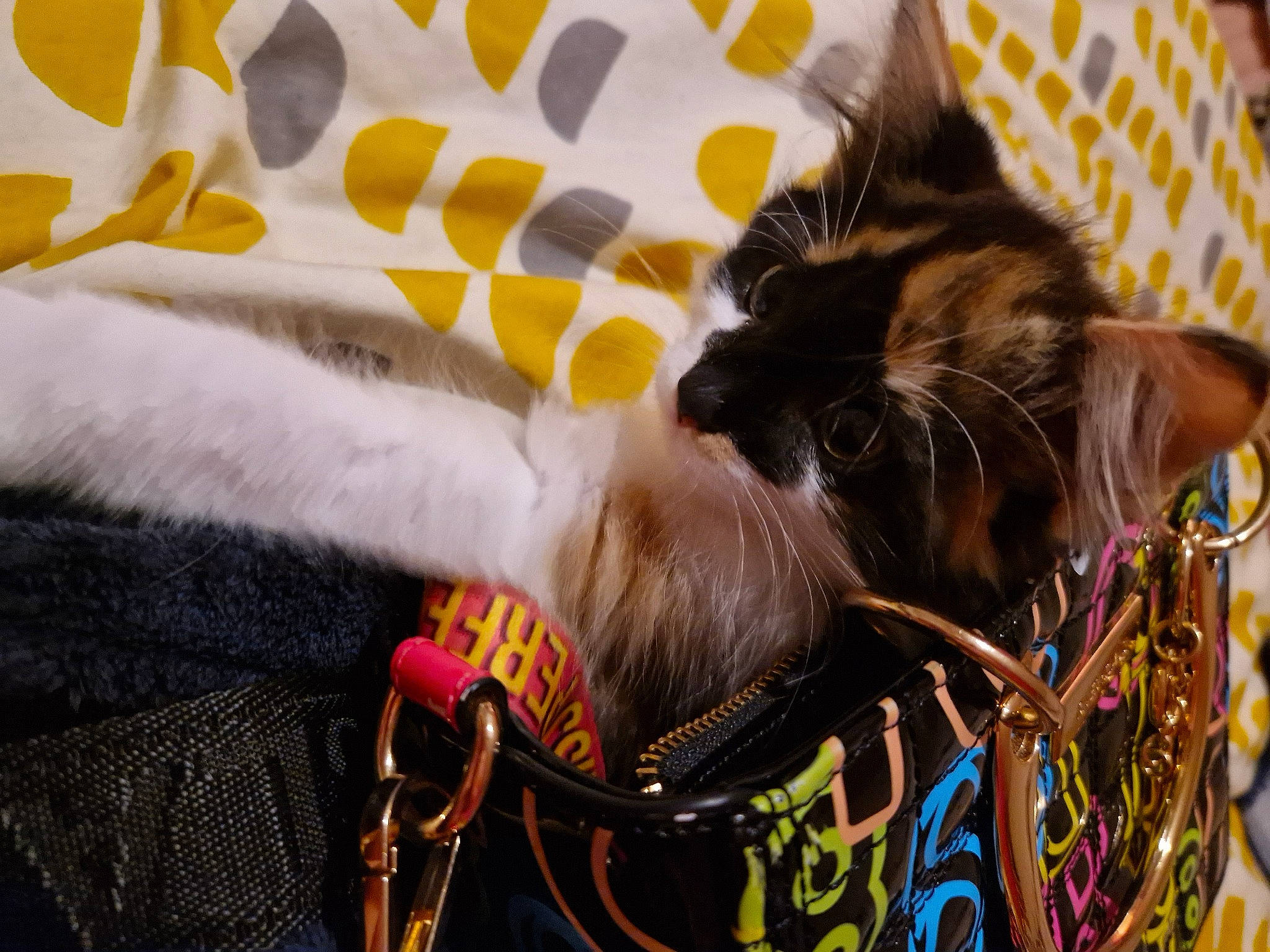 Fudge joined the competition — help win amazing prizes! bag, carnivore, cat, claw, collar, comfort, dog_breed, domestic_short_haired_cat, fawn, felidae, fur, pet_supply, small_to_medium_sized_cats, tail, textile, thread, whiskers, wire, wool, working_animal