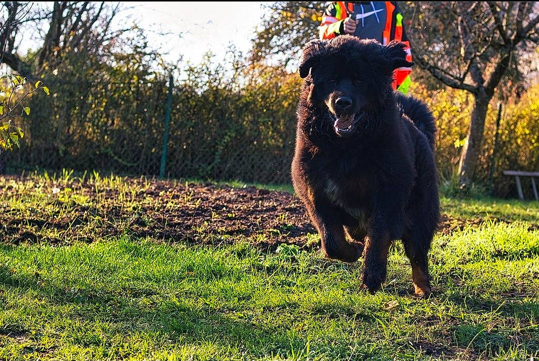 Ruby a rejoint le concours — aidez-le/la à gagner de superbes lots ! bench, bovine, canidae, carnivore, companion_dog, dog, dog_breed, field, fur, grass, groundcover, lawn, non_sporting_group, pasture, snout, sporting_group, tail, terrestrial_animal, working_animal, working_dog