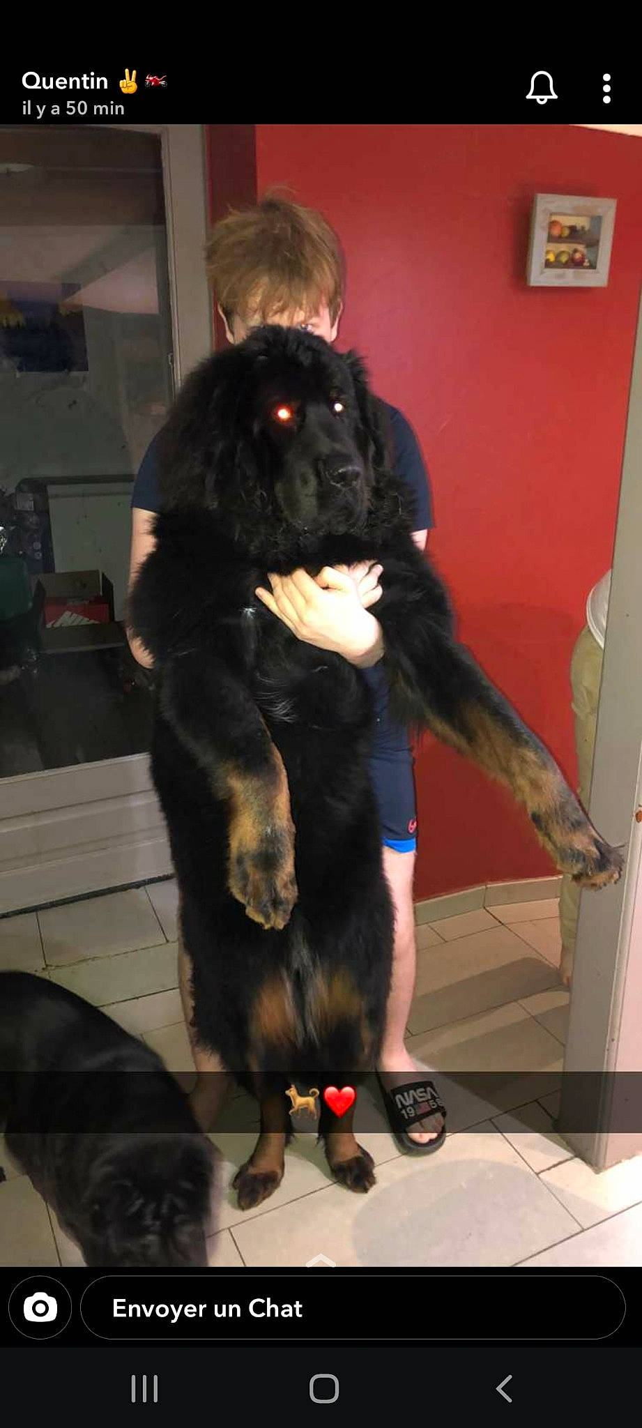 Ruby a rejoint le concours — aidez-le/la à gagner de superbes lots ! black, black_hair, companion_dog, dog, dog_breed, foot, fur, natural_material, non_sporting_group, picture_frame, snout, sporting_group, terrestrial_animal, textile, working_animal, working_dog