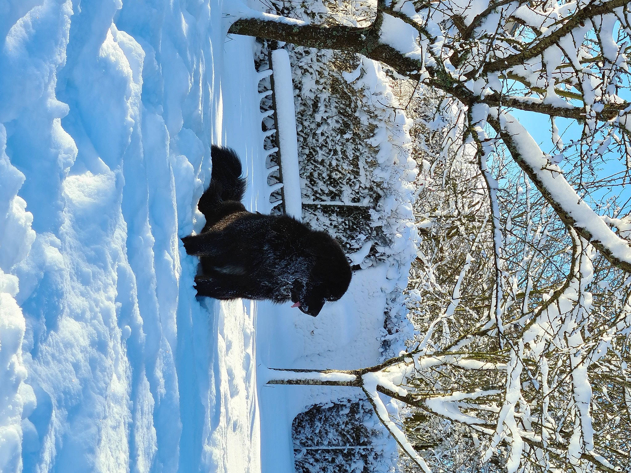 Ruby a rejoint le concours — aidez-le/la à gagner de superbes lots ! arctic, azure, birch_family, blue, branch, freezing, frost, geological_phenomenon, glacial_landform, ice, ice_cap, snow, trunk, twig, winter, woody_plant, world