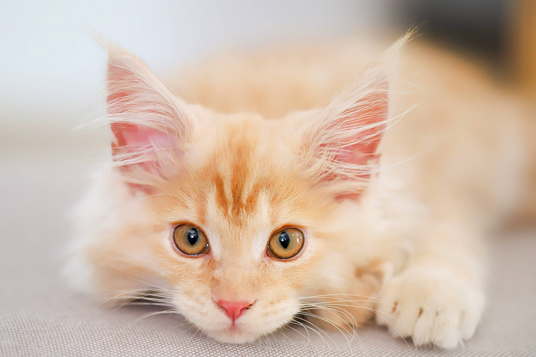 Symba participe au concours pour gagner de l'argent avec cette photo : carnivore, cat, domestic_short_haired_cat, fawn, felidae, fur, paw, small_to_medium_sized_cats, snout, tail, whiskers