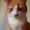 Peaches is registered to the contest to win money with this photo: animal, calm, cat, close_up, cute, domestic_animal, ears, expression, face, feline, fur, indoor, looking, mammal, orange_cat, pet, portrait, soft_light, whiskers, white_fur