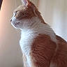Peaches joined the competition — help win amazing prizes! animal, calm, cat, cozy, domestic, ears, feline, fur_texture, household, indoor, looking_out, orange_cat, pet, portrait, profile_view, side_view, soft_light, whiskers, white_fur, window_light