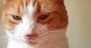 Peaches joined the competition — help win amazing prizes! animal, beige_background, cat, close_up, cute, domestic_cat, ears, face, feline, fur, ginger_cat, indoor, mammal, pet, portrait, sleepy, soft_fur, unimpressed, whiskers, white_fur