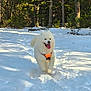 animal, canine, daylight, dog, fluffy, forest, happy, harness, nature, outdoor, pet, playful, running, snow, sunlight, tongue_out, trail, trees, white_dog, winter