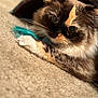 cat, feline, pet, calico, whiskers, close_up, portrait, indoor, carpet, toy, paw, fur, eyes, curious, cozy, tunnel, playful, soft_texture, multicolor_fur, tabby_pattern