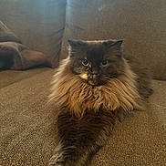 Coco joined the competition — help win amazing prizes! cat, long_haired_cat, fluffy, pet, indoor, couch, lounge, sitting, feline, whiskers, paws, brown_fur, green_eyes, portrait, close_up, bearded_dragon, reptile, companion, cozy, home