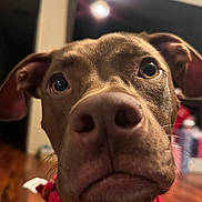 Willow joined the competition — help win amazing prizes! background_blur, bandana, brown_dog, close_up, curious, dog, domestic, ears, eyes, hardwood_floor, indoor, looking_up, muzzle, nose, pet, playful, portrait, snout, television, whiskers