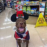 Willow is registered to the contest to win money with this photo: dog, brown_dog, pet, happy, tongue_out, costume, holiday_hat, mickey_ears, bandana, leash, indoor, pet_store, aisle, shelves, pet_food, caution_sign, tile_floor, sitting, portrait, festive