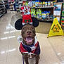 dog, brown_dog, pet, happy, tongue_out, costume, holiday_hat, mickey_ears, bandana, leash, indoor, pet_store, aisle, shelves, pet_food, caution_sign, tile_floor, sitting, portrait, festive