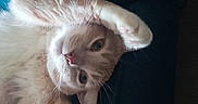 Gingy joined the competition — help win amazing prizes! cat, ginger_cat, orange_fur, fluffy, lying_down, upside_down, playful, cute, pet, animal, whiskers, pink_nose, green_eyes, raised_paw, outstretched_leg, relaxed, indoor, couch, close_up, portrait