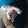 cat, ginger_cat, orange_fur, fluffy, lying_down, upside_down, playful, cute, pet, animal, whiskers, pink_nose, green_eyes, raised_paw, outstretched_leg, relaxed, indoor, couch, close_up, portrait