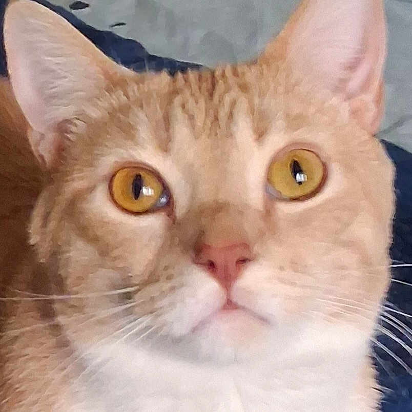 Gingy