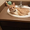 Gingy joined the competition — help win amazing prizes! cat, orange_cat, white_cat, pet, animal, sink, bathroom, countertop, faucet, mirror, collar, bell, relaxed, lying_down, portrait, indoors, home, snail_decoration, hairbrush, funny