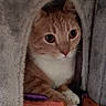Gingy is registered to the contest to win money with this photo: cat, orange_cat, white_chest, pet, animal, feline, whiskers, eyes, ears, nose, paws, striped_fur, indoor, curtain, blanket, cushion, cozy, portrait, sitting, close_up