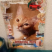Gingy joined the competition — help win amazing prizes! cat, animal, pet, calendar, portrait, close_up, feline, blue_eyes, whiskers, fur, travel_theme, maps, vintage_car, airplane, suitcase, flowers, scrapbook, wall, tabletop, indoor