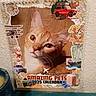 cat, animal, pet, calendar, portrait, close_up, feline, blue_eyes, whiskers, fur, travel_theme, maps, vintage_car, airplane, suitcase, flowers, scrapbook, wall, tabletop, indoor