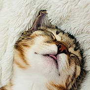 Simba is registered to the contest to win money with this photo: animal, cat, close_up, cozy, cute, domestic_cat, face, fluffy_blanket, fur, indoor, muzzle, nose, pet, relaxed, resting, sleeping, soft_texture, tabby, tongue, whiskers
