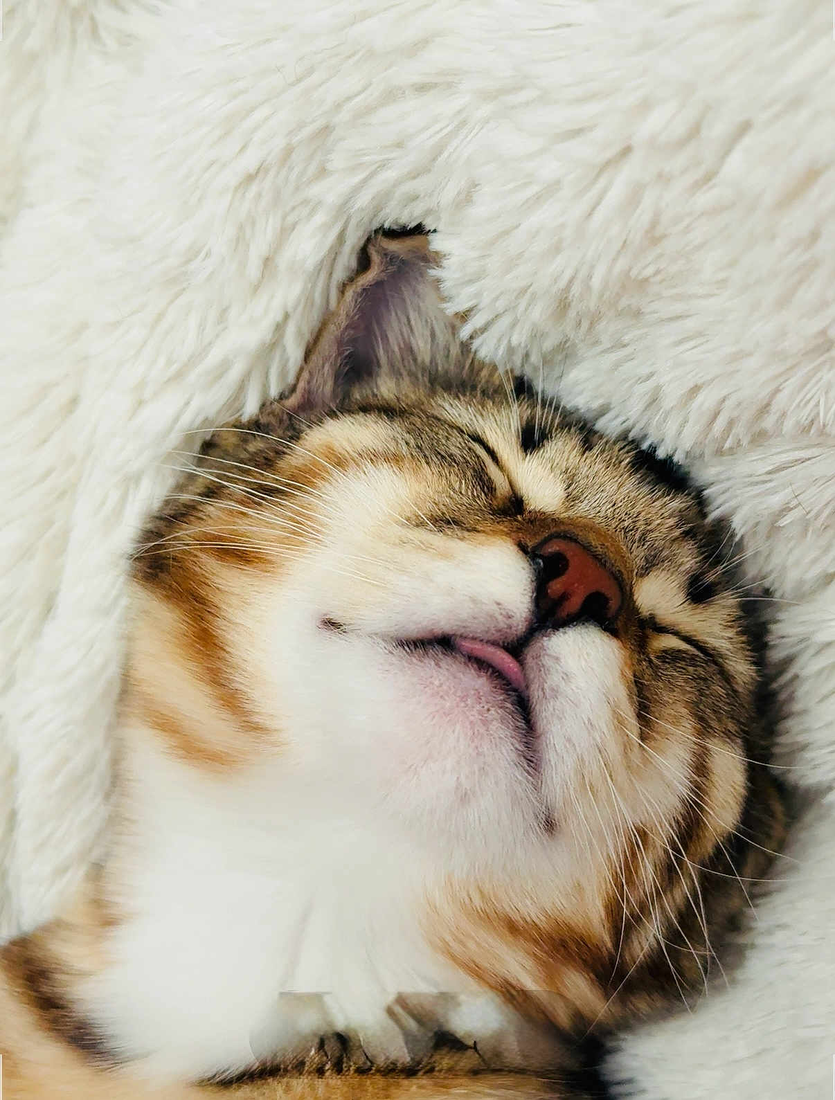 Simba