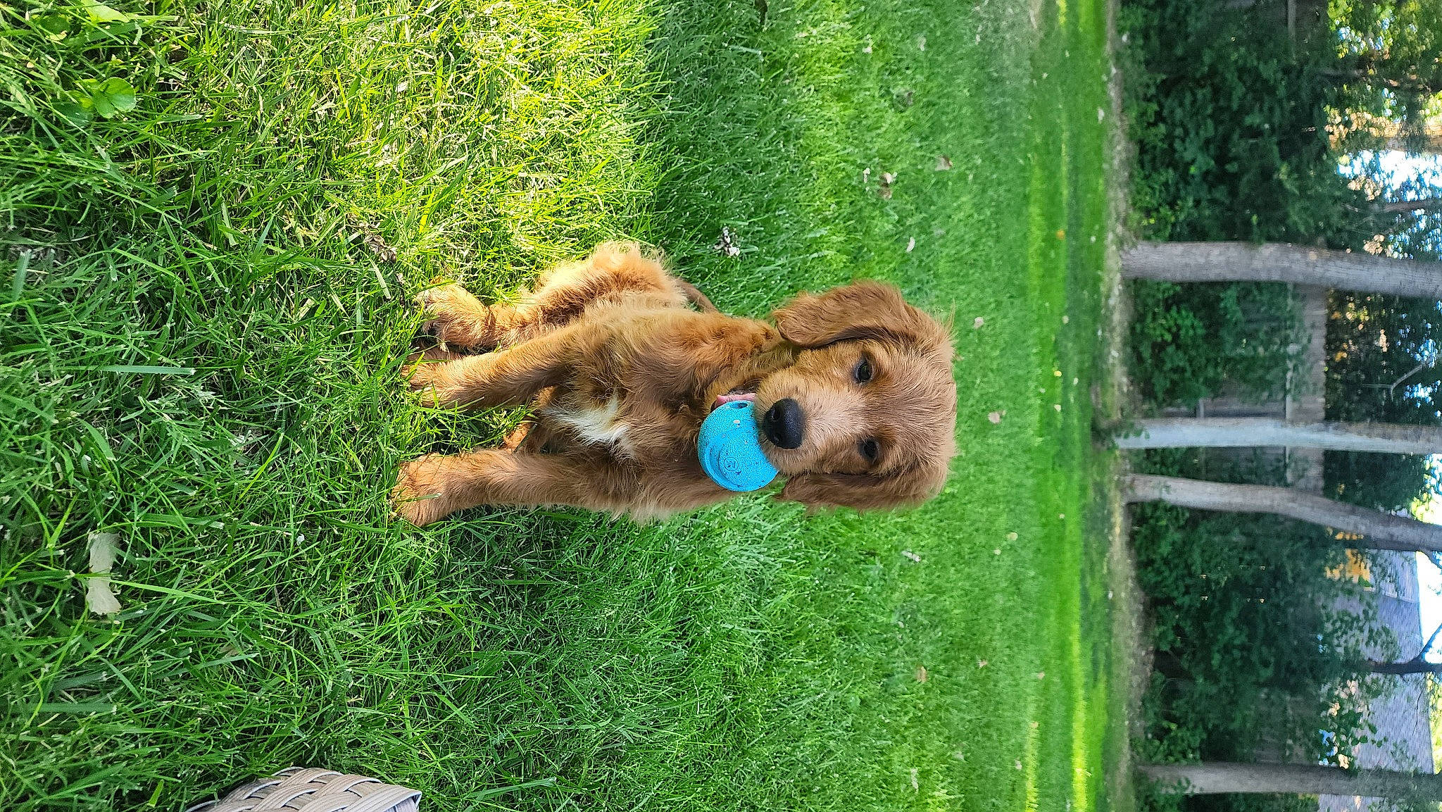 Bentley joined the competition — help win amazing prizes! carnivore, companion_dog, dog, dog_breed, fawn, grass, groundcover, labradoodle, plant, poodle, shrub, sporting_group, stuffed_toy, teddy_bear, terrestrial_animal, terrier, toy, toy_dog, water_dog, working_animal
