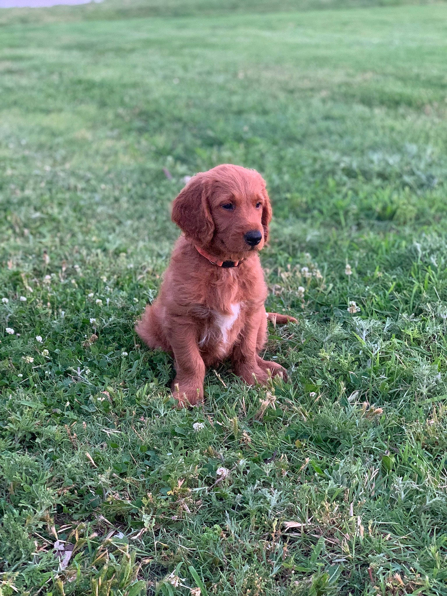 Bentley is registered to the contest to win money with this photo: canidae, carnivore, companion_dog, dog, dog_breed, field, grass, grassland, groundcover, gun_dog, hunting_dog, liver, pasture, plant, prairie, soil, sporting_group, tail, terrestrial_animal, working_animal