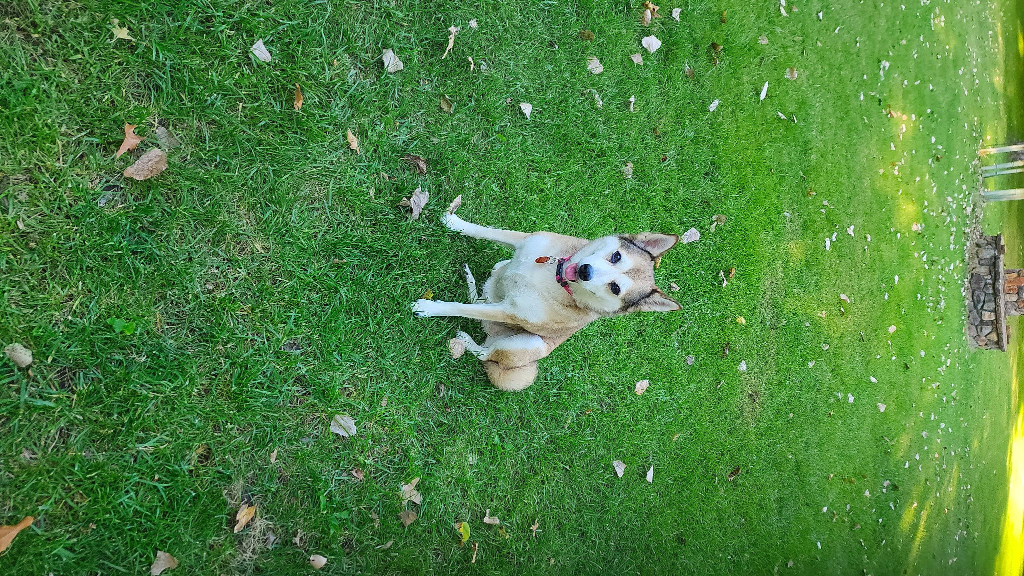 Ava is registered to the contest to win money with this photo: carnivore, companion_dog, dog, dog_breed, fawn, grass, grass_family, grassland, groundcover, lawn, mammal, pasture, people_in_nature, plant, sporting_group, tail, terrier, toy, toy_dog, vertebrate