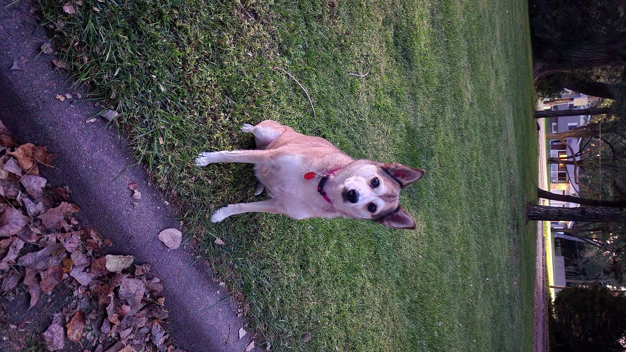 Ava joined the competition — help win amazing prizes! canidae, carnivore, chair, companion_dog, dog, dog_breed, fawn, grass, leisure, non_sporting_group, plant, puppy, sidewalk, snout, sporting_group, tail, toy_dog, wood, working_animal, yard