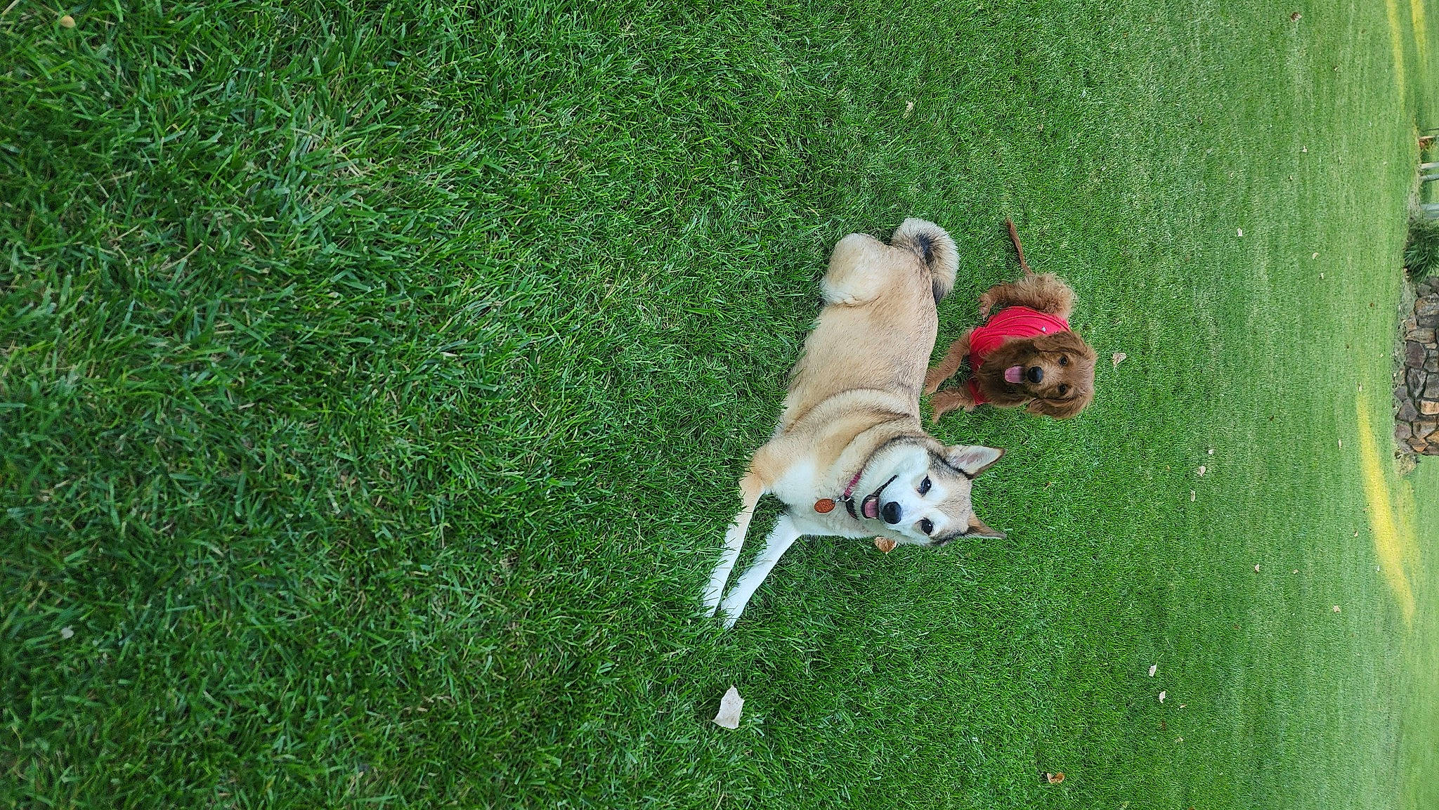 Ava joined the competition — help win amazing prizes! ancient_dog_breeds, artificial_turf, carnivore, chair, companion_dog, dog, dog_breed, fawn, grass, grassland, groundcover, lawn, leash, outdoor_furniture, pasture, recreation, sporting_group, tail, working_dog, yard