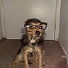 animal, black_fur, brown_fur, carpet, cute, dog, door, floor, fur, glasses, house, indoor, looking_at_camera, pet, portrait, room, sitting, small_dog, wall, whiskers