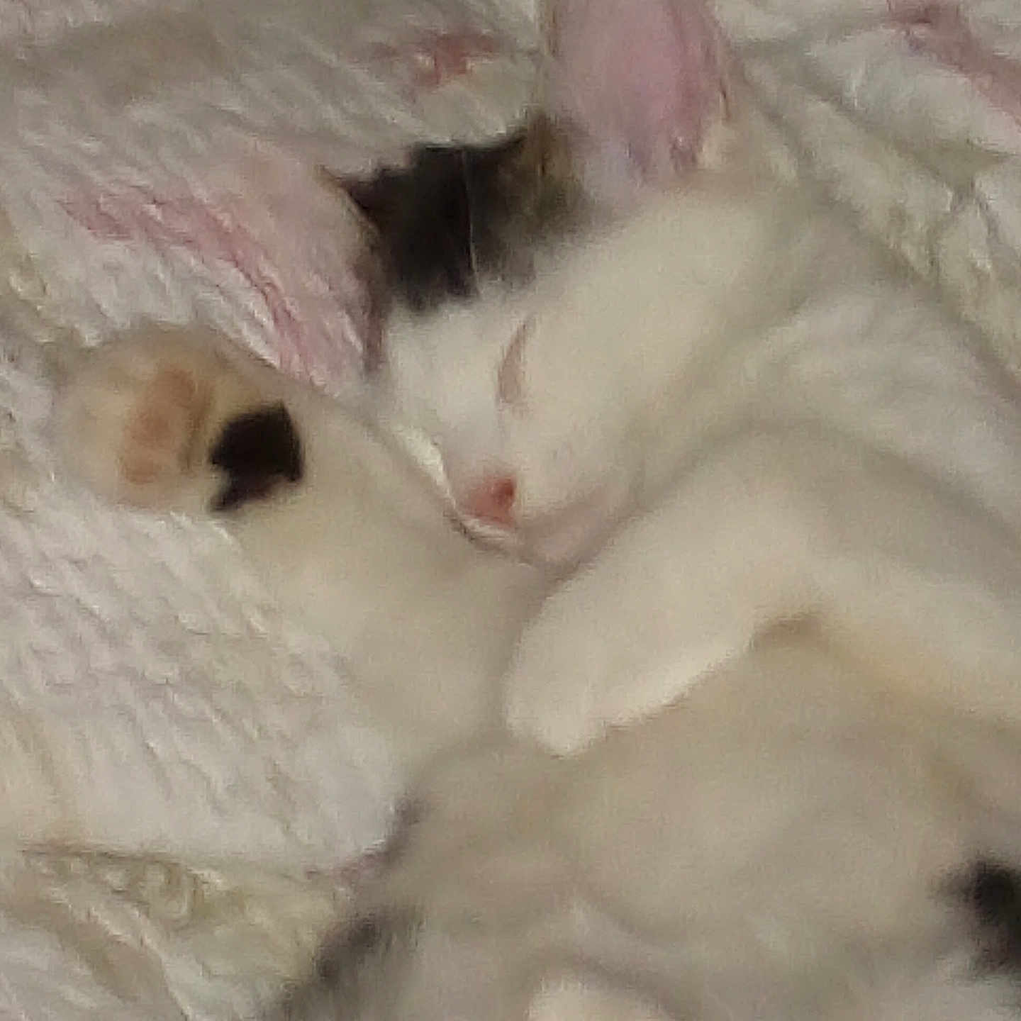 Bella