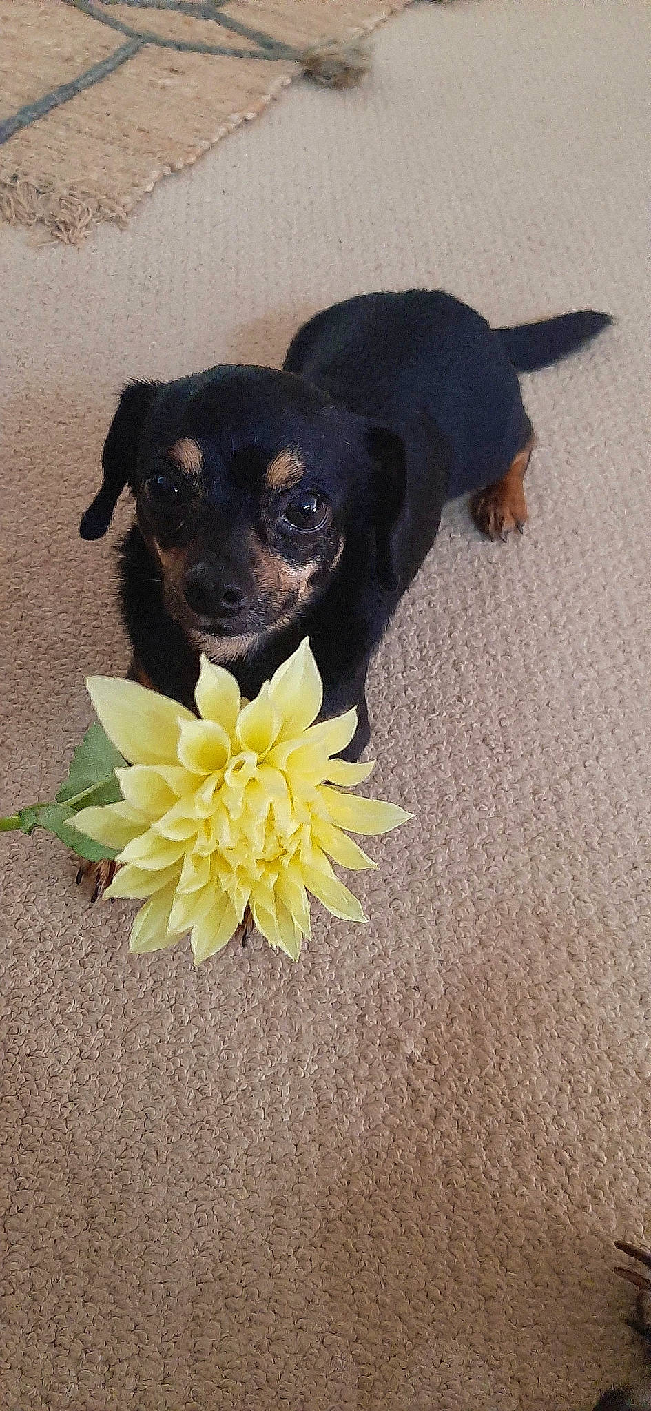 Buster joined the competition — help win amazing prizes! canidae, carnivore, chihuahua, companion_dog, dog, dog_breed, dog_supply, fawn, flooring, flower, fur, paw, pet_supply, petal, plant, snout, sporting_group, toy_dog, whiskers, working_animal