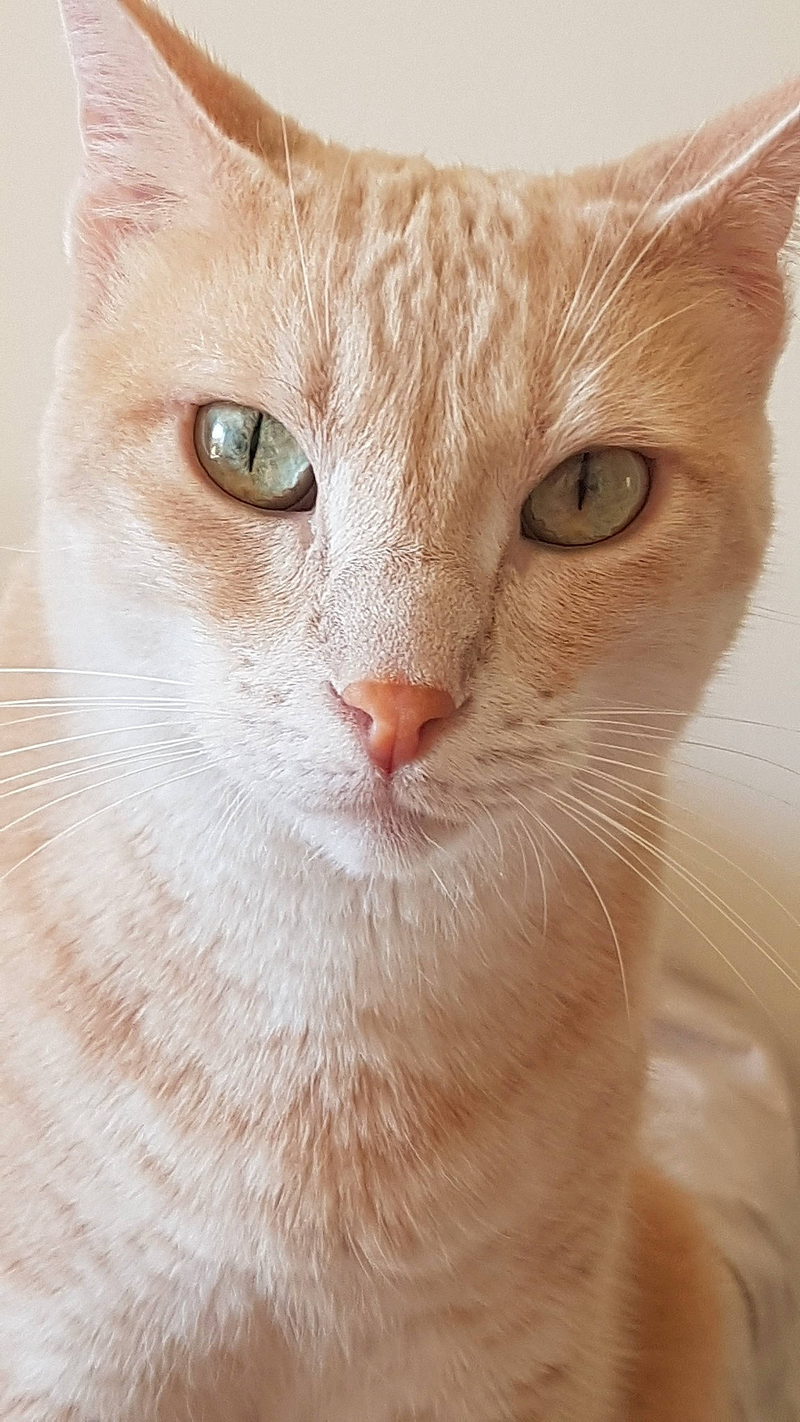 Link a rejoint le concours — aidez-le/la à gagner de superbes lots ! aegean_cat, arabian_mau, asian, australian_mist, burmilla, carnivore, cat, close_up, domestic_short_haired_cat, european_shorthair, eye, fawn, felidae, german_rex, mammal, ojos_azules, small_to_medium_sized_cats, snout, turkish_van, whiskers