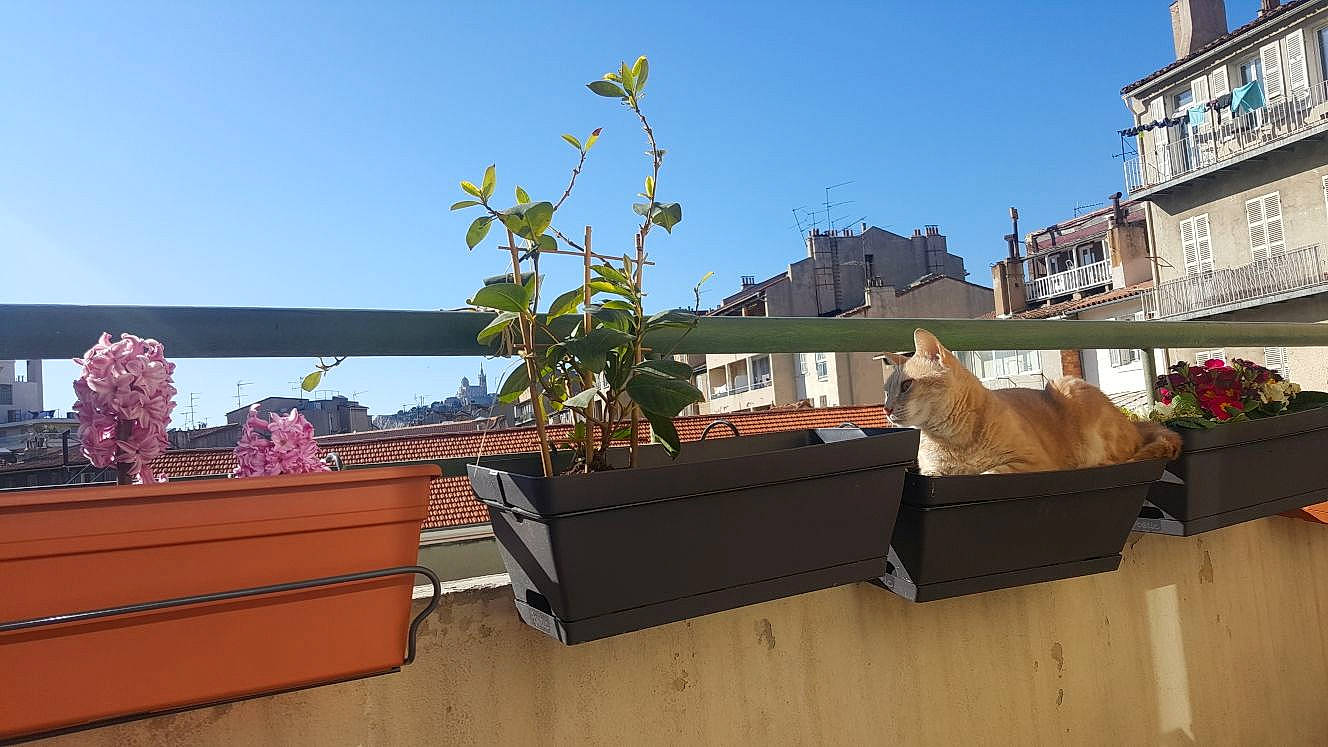 Link participe au concours pour gagner de l'argent avec cette photo : balcony, fawn, flower, flowerpot, houseplant, plant, roof, table