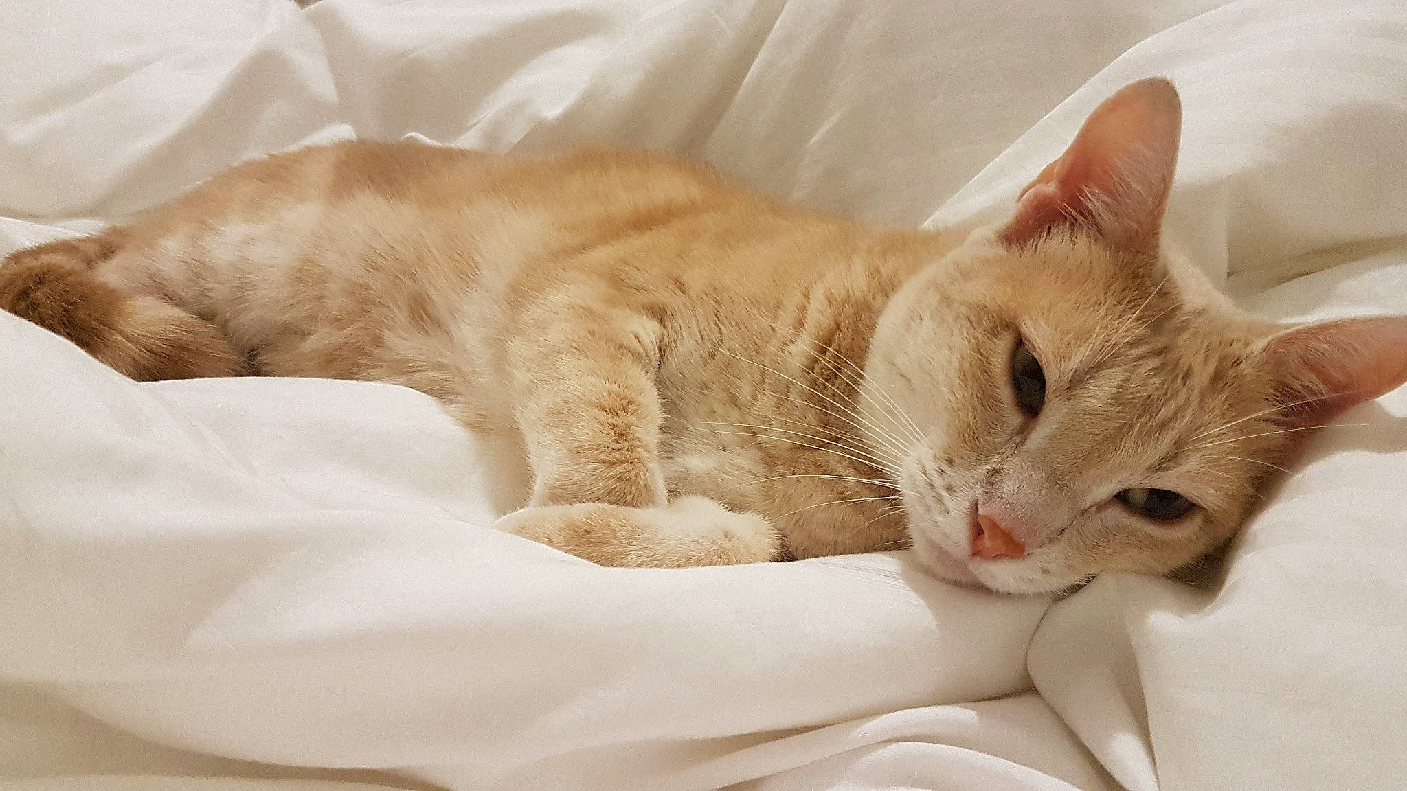 Link a rejoint le concours — aidez-le/la à gagner de superbes lots ! aegean_cat, arabian_mau, asian, australian_mist, burmilla, carnivore, cat, domestic_short_haired_cat, european_shorthair, fawn, felidae, fur, kitten, mammal, nap, paw, singapura, skin, small_to_medium_sized_cats, whiskers