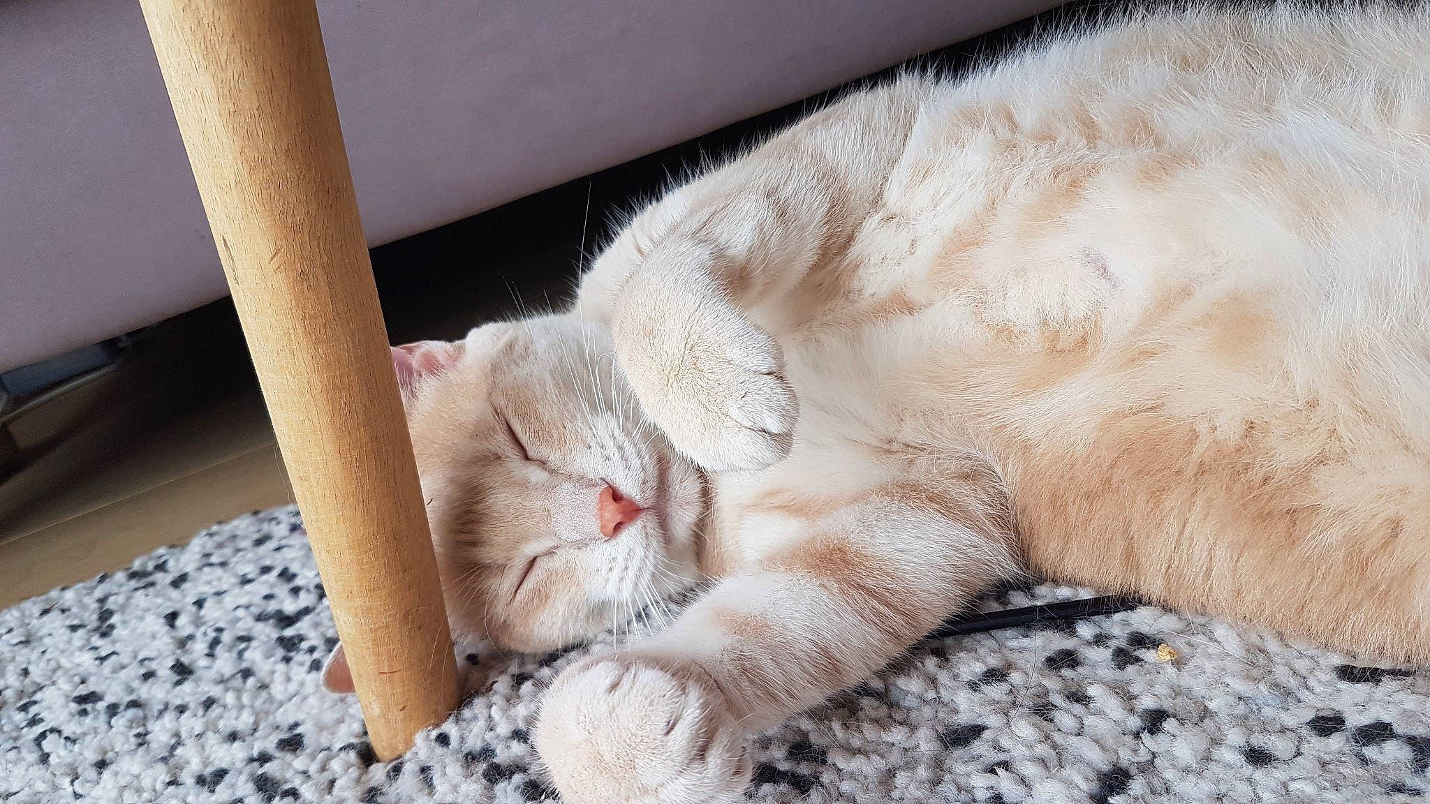 Link participe au concours pour gagner de l'argent avec cette photo : asian, british_semi_longhair, burmilla, carnivore, cat, claw, fawn, felidae, fur, kitten, nap, paw, polydactyl_cat, sleep, small_to_medium_sized_cats, tail, whiskers
