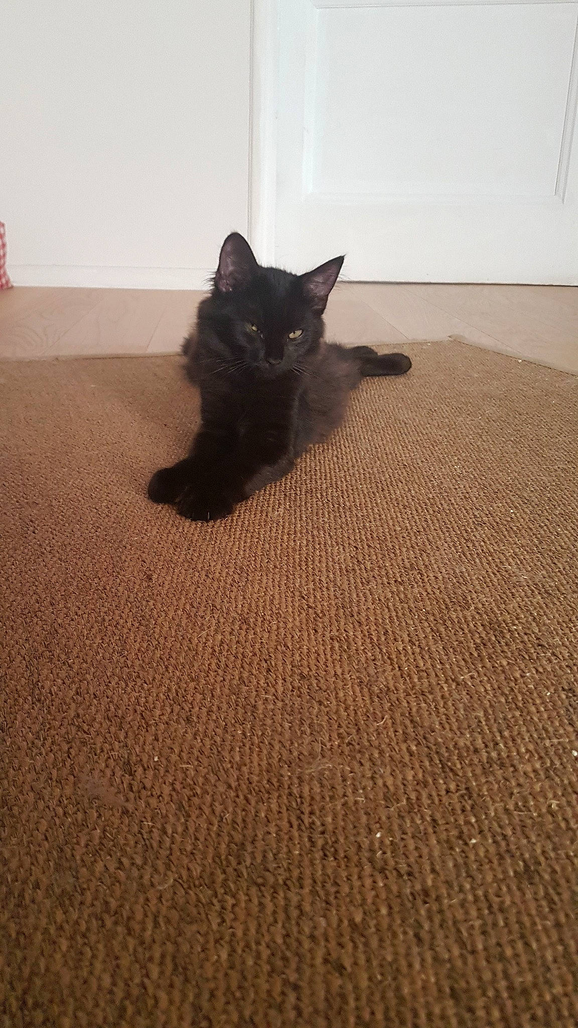 Pepper a rejoint le concours — aidez-le/la à gagner de superbes lots ! asian, black, black_cat, bombay, burmese, carnivore, cat, domestic_short_haired_cat, felidae, floor, flooring, fur, hardwood, kitten, korat, mammal, small_to_medium_sized_cats, tail, whiskers, wood