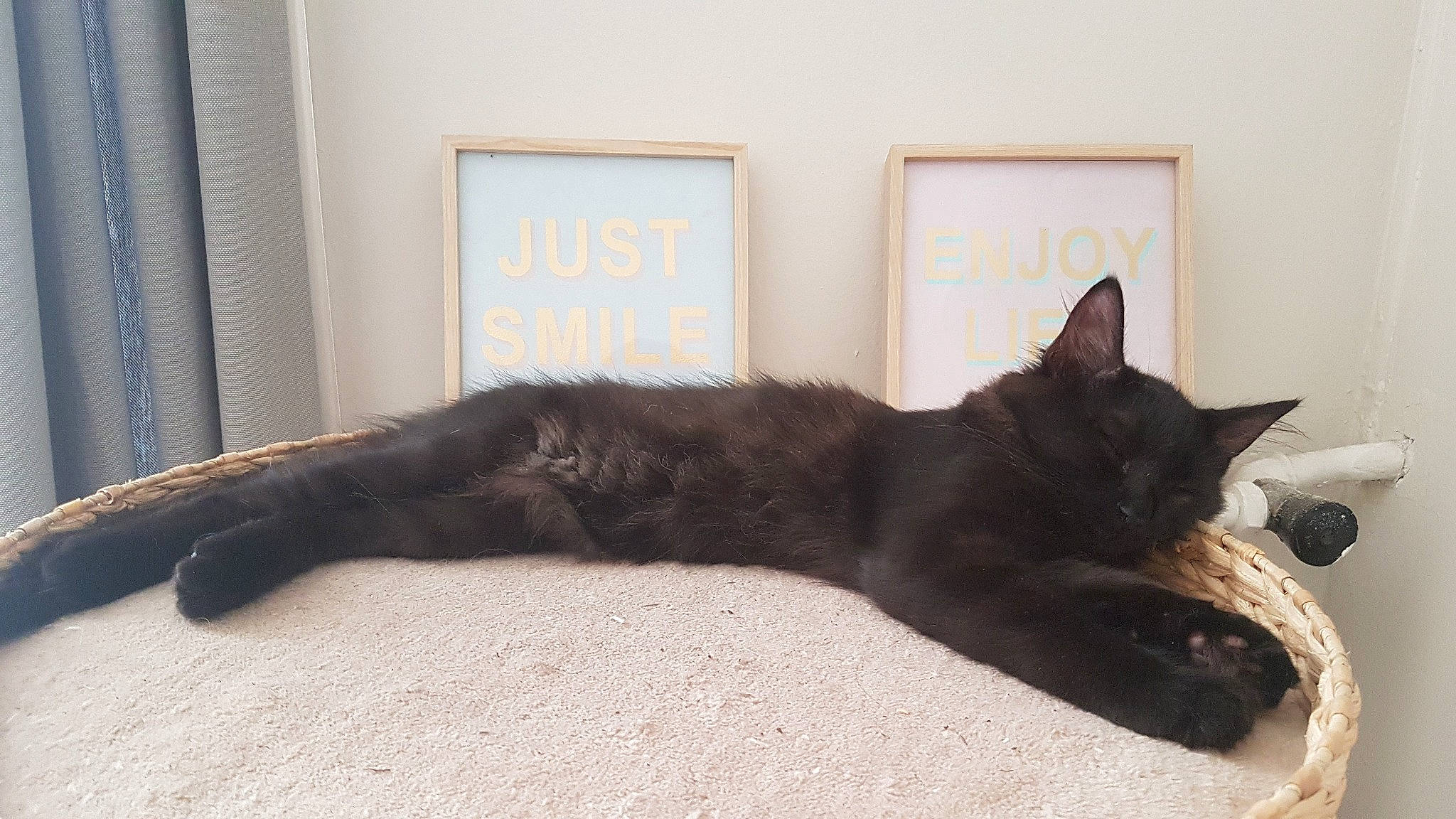 Pepper a rejoint le concours — aidez-le/la à gagner de superbes lots ! asian, black_cat, bombay, carnivore, cat, domestic_short_haired_cat, felidae, havana_brown, korat, mammal, small_to_medium_sized_cats, tail, whiskers