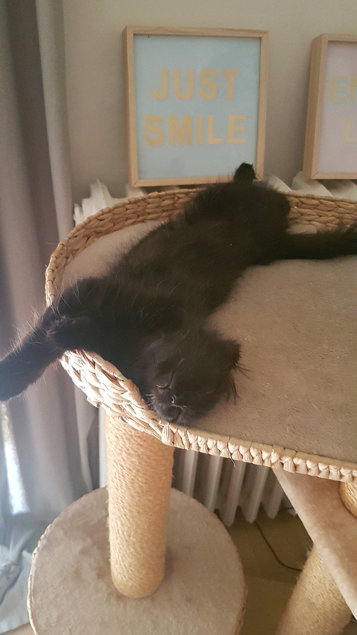 Pepper a rejoint le concours — aidez-le/la à gagner de superbes lots ! carnivore, cat, felidae, small_to_medium_sized_cats, tail