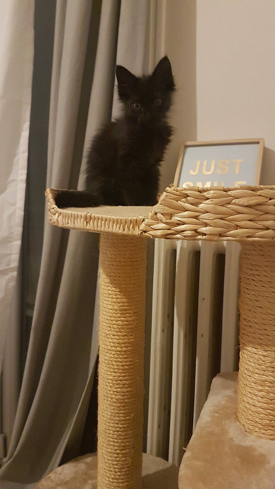 Pepper a rejoint le concours — aidez-le/la à gagner de superbes lots ! black_cat, carnivore, cat, curtain, felidae, interior_design, room, small_to_medium_sized_cats, whiskers, window_treatment